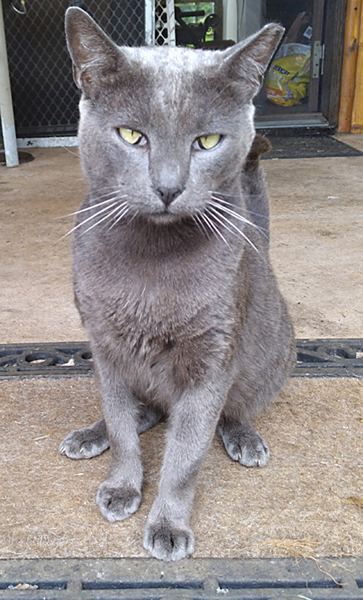 cat