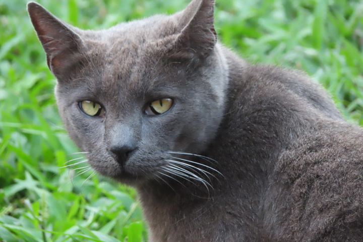 blueboy cat