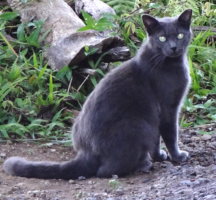 cat