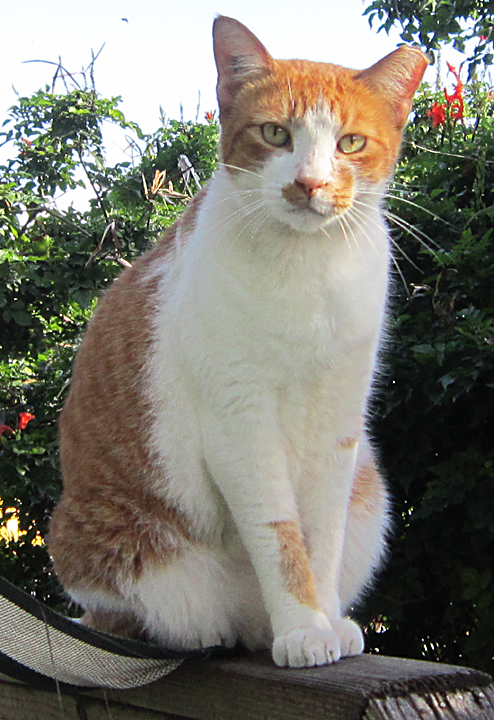 boog cat