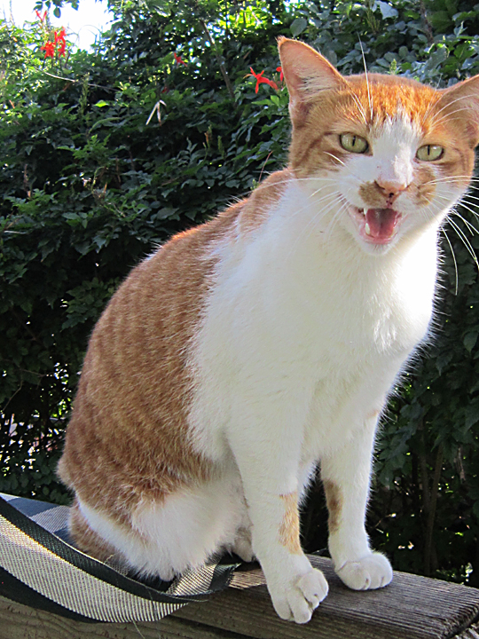 boog cat  