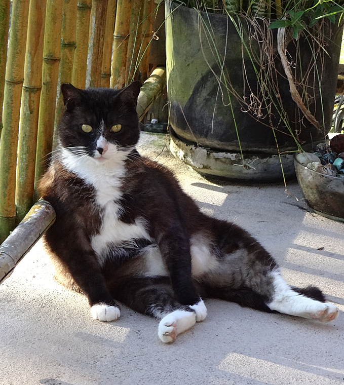 cat