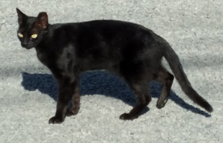 cat named bright eyes