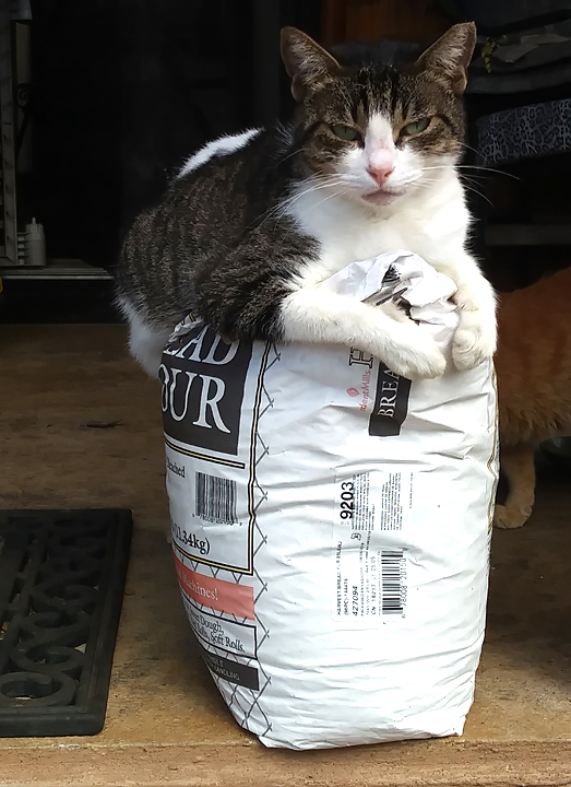 cat