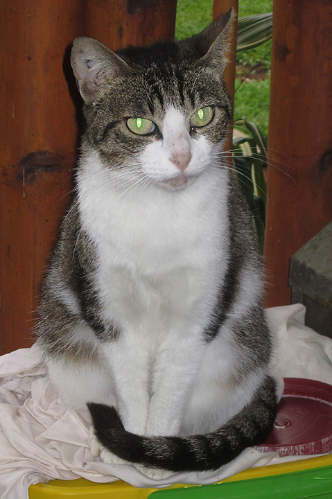 cat