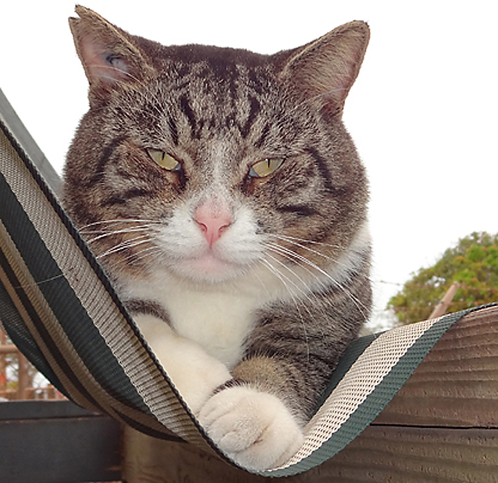 cat