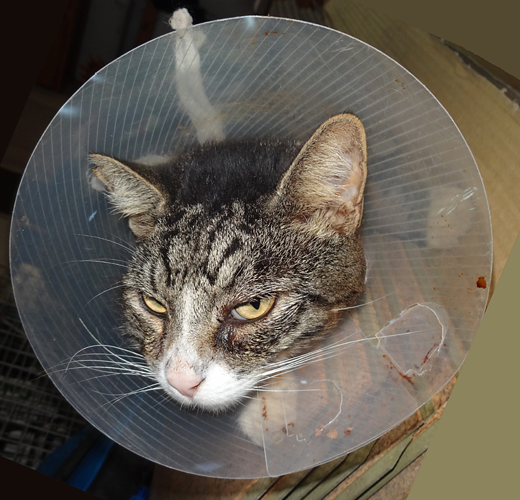 cat