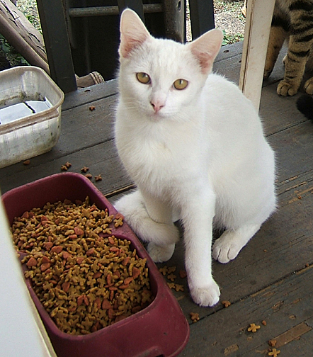 cat