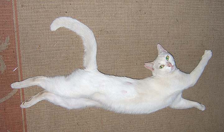 cat