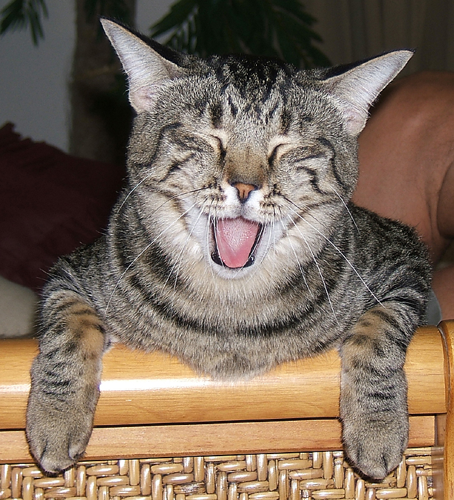 cat