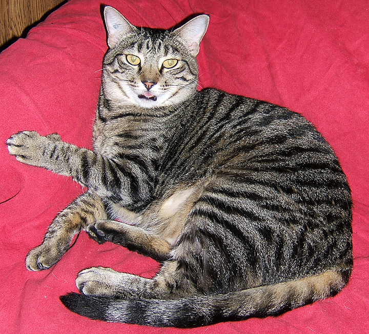 cat