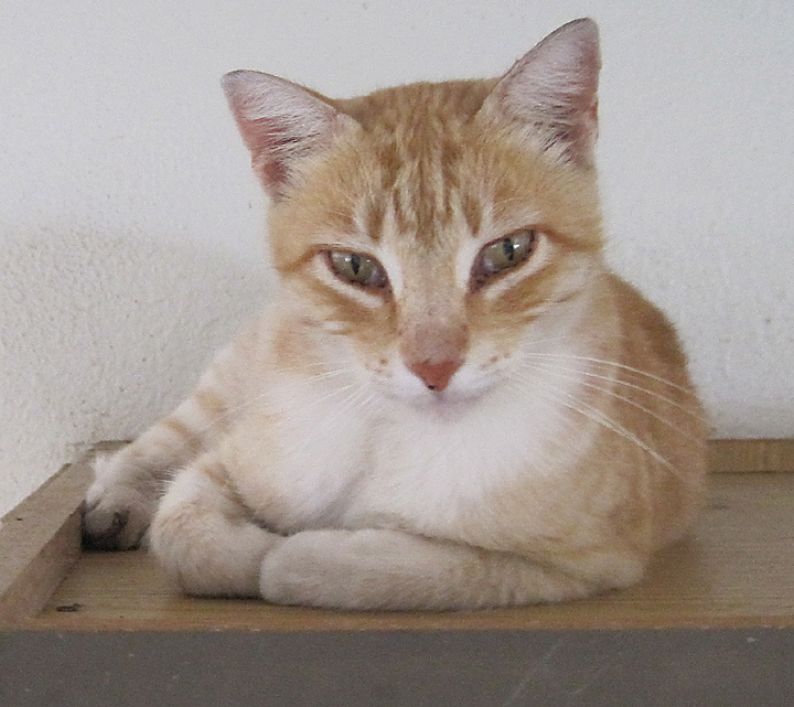 cat