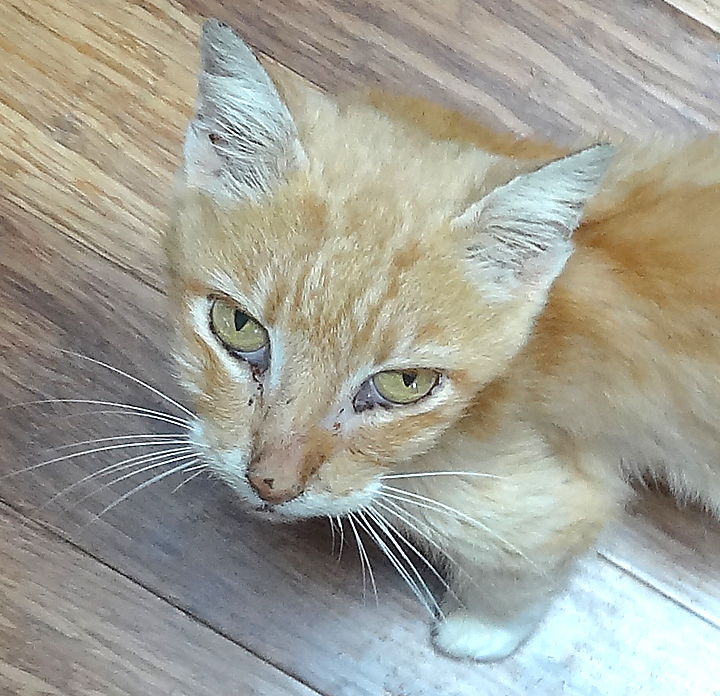 cat