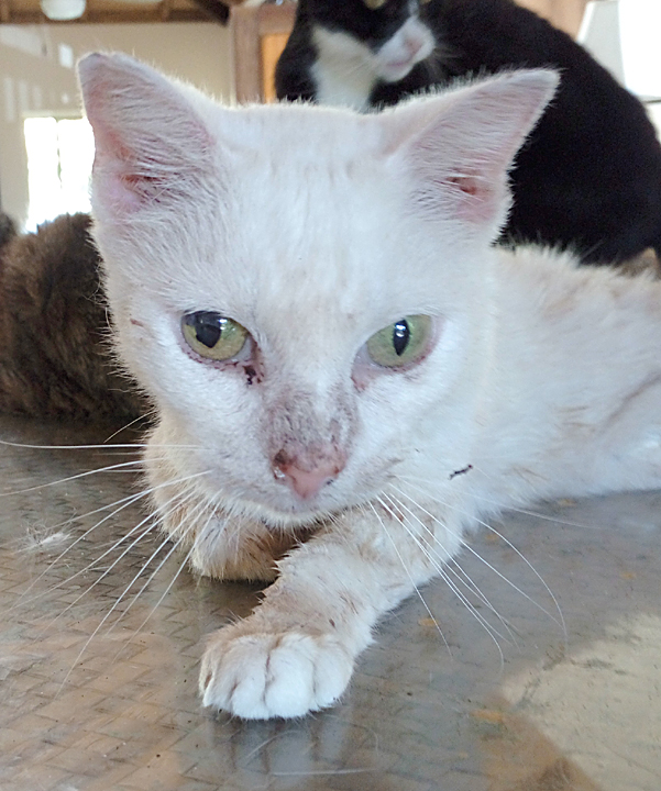 white cat