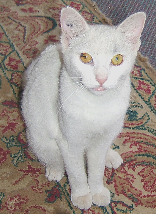 white cat