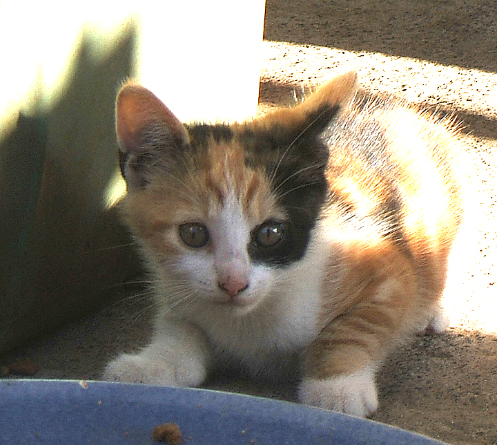 cat