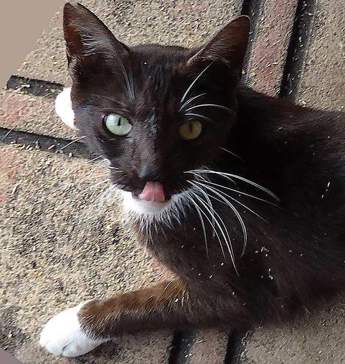 cat