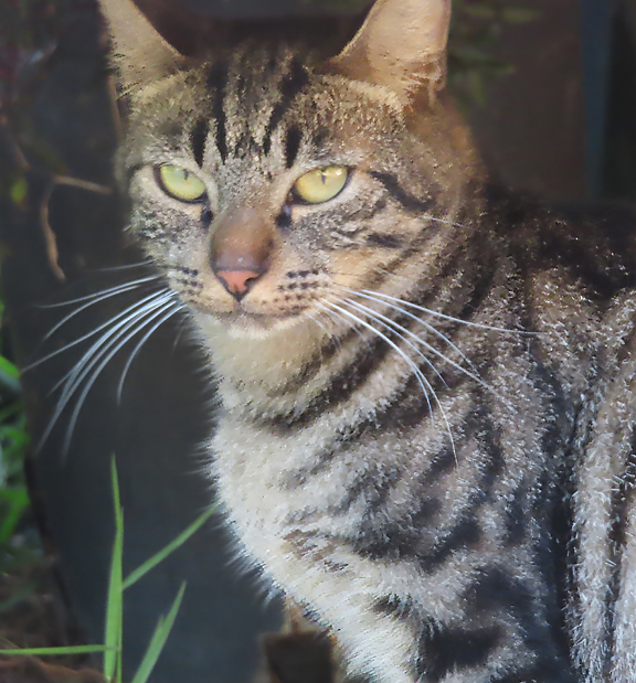 Maui Fire cat Cinders