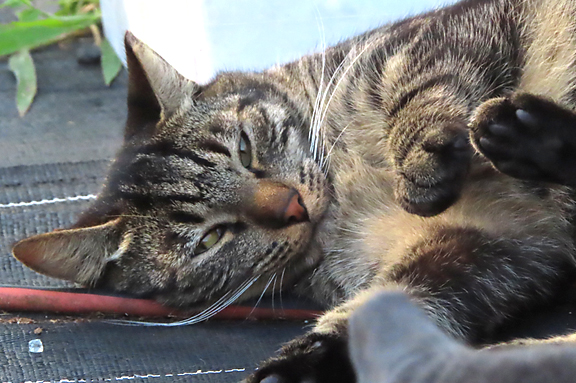 Maui Fire cat Cinders