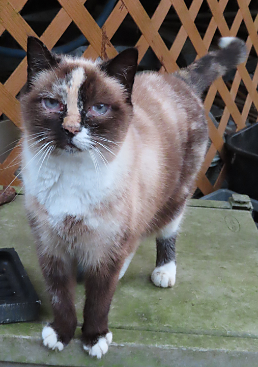 cocoa siamese cat