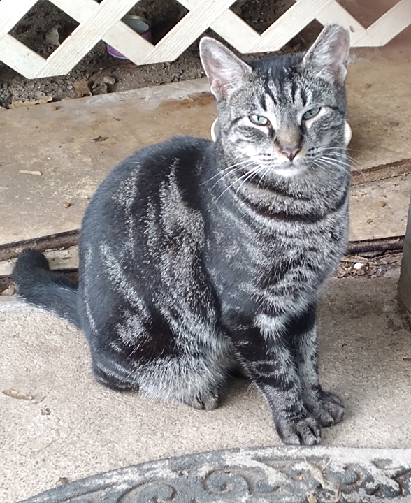 darkstripe cat