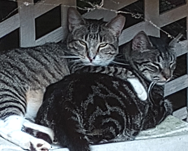 grey striped cat  