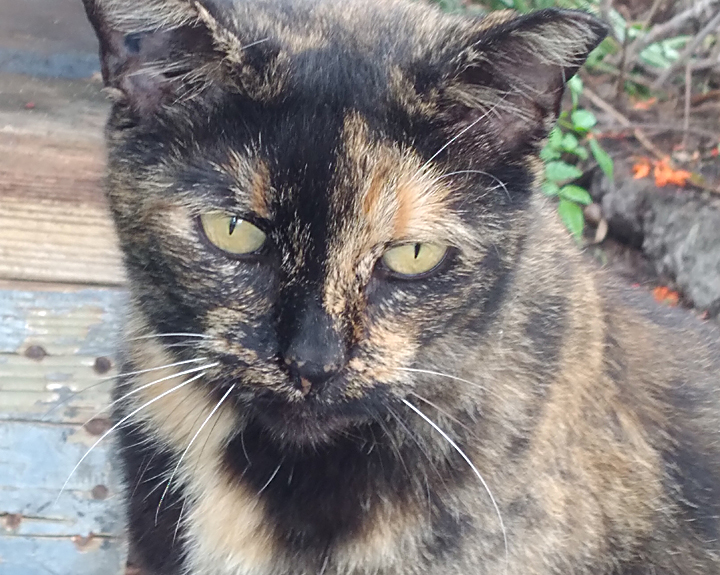 fatmama tort cat