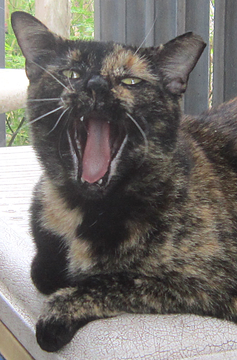 fat tortous cat with mouth wide open