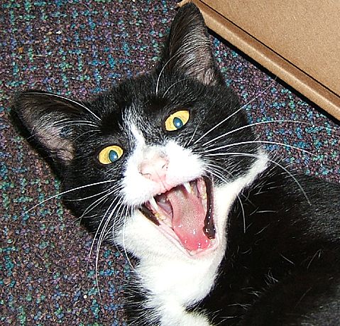 felix cat
