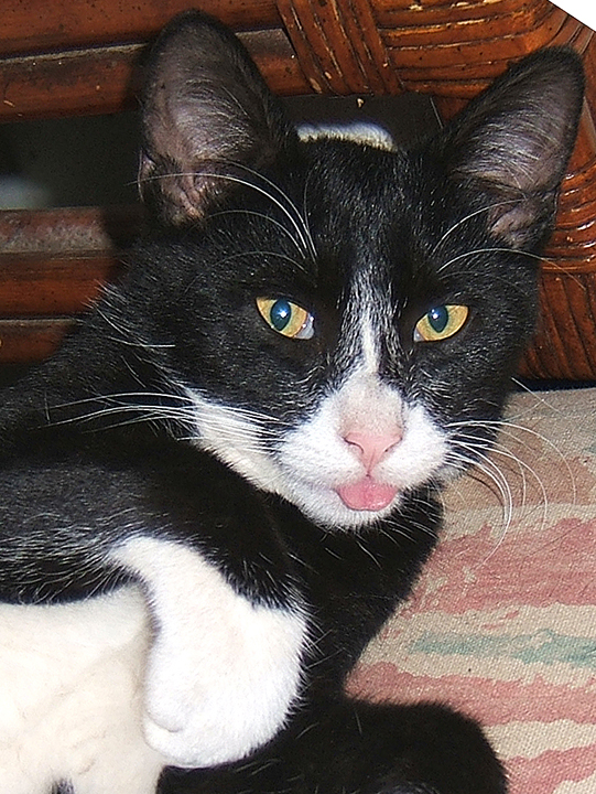 cat