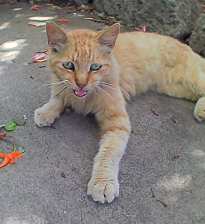 fluffy cat