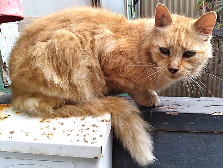 fluffy orange cat