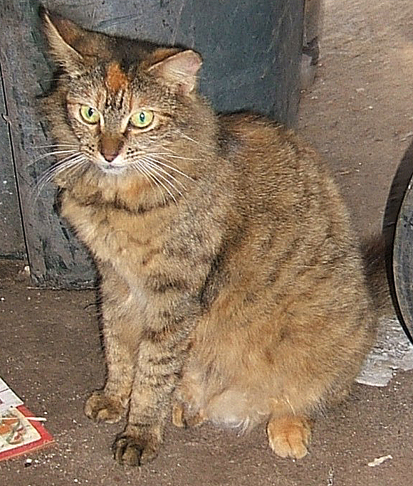 cat