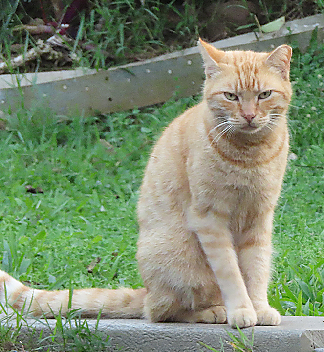 Fred the cat