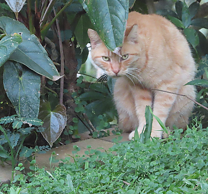 fred cat hiding behind leaves