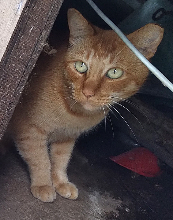 frito orange cat