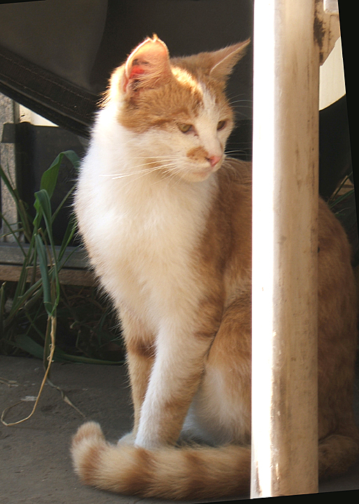 cat