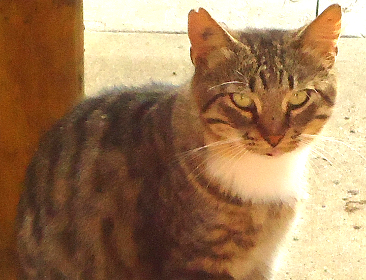cat