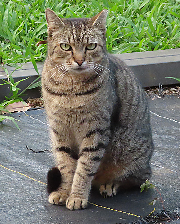 Gabby cat
