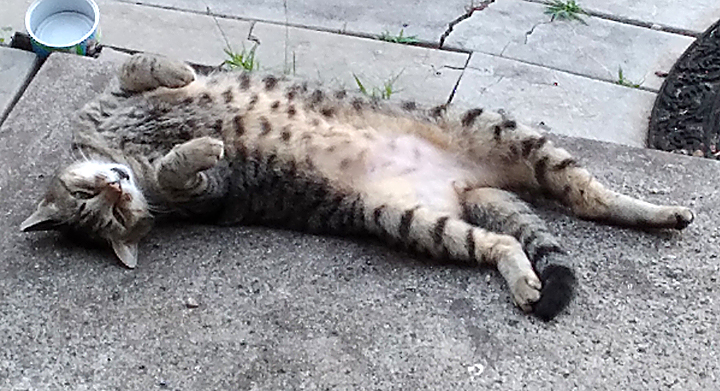 Gabby cat