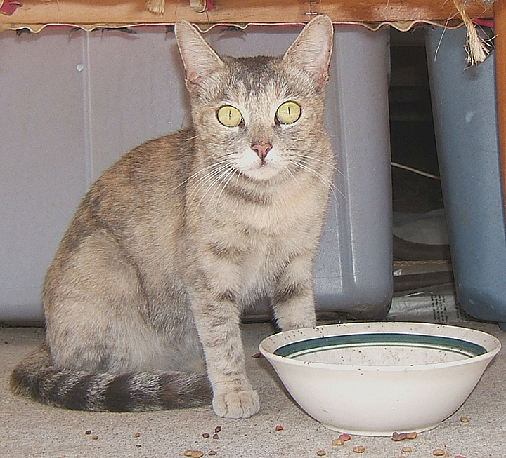 cat
