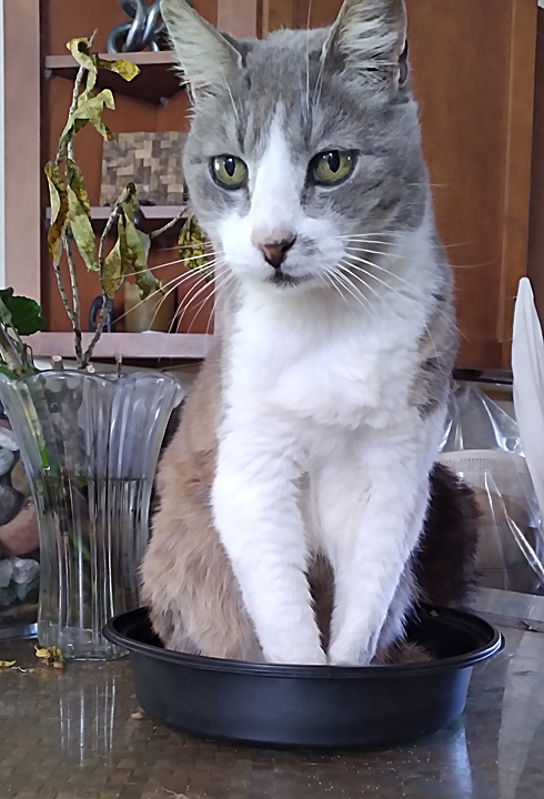 cat