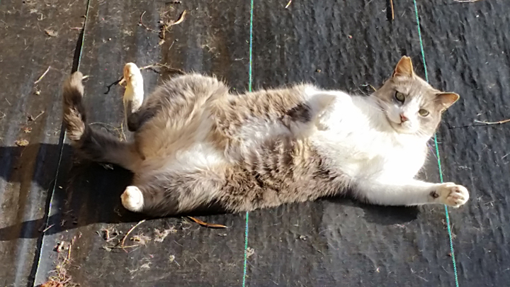 granny cat