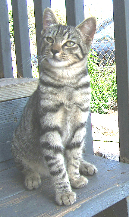 cat