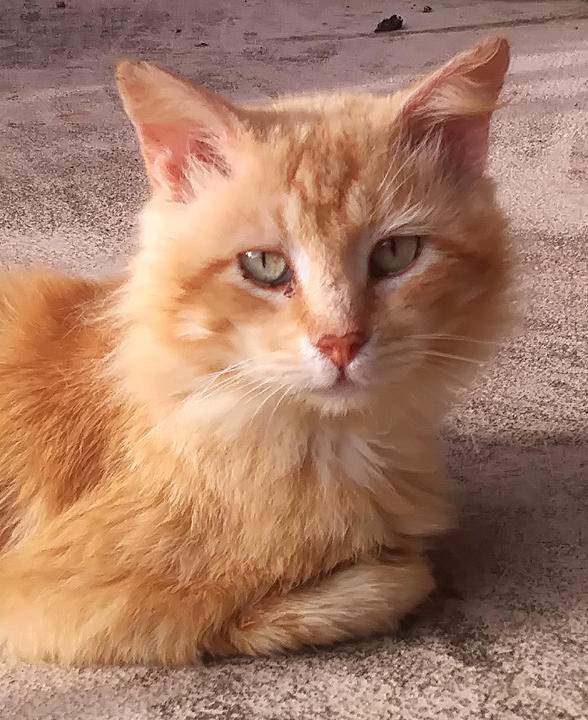 cat