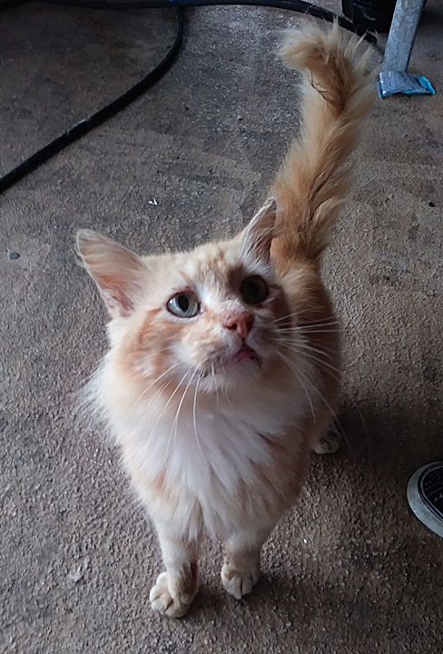 cat