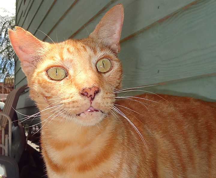cat