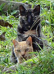 cat