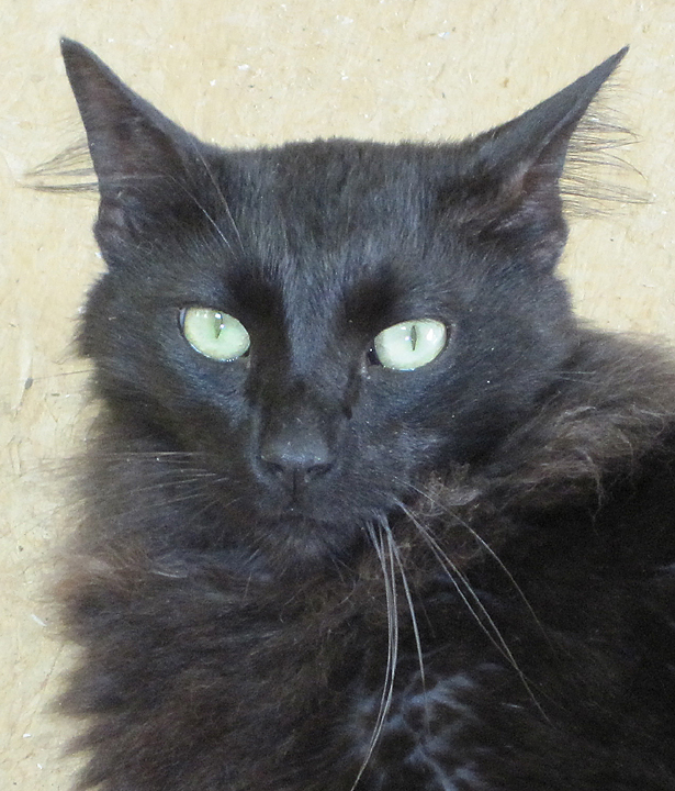 cat