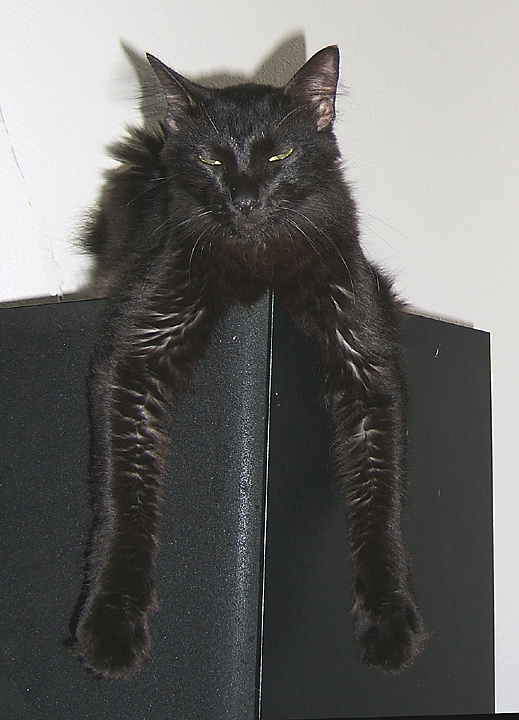 cat